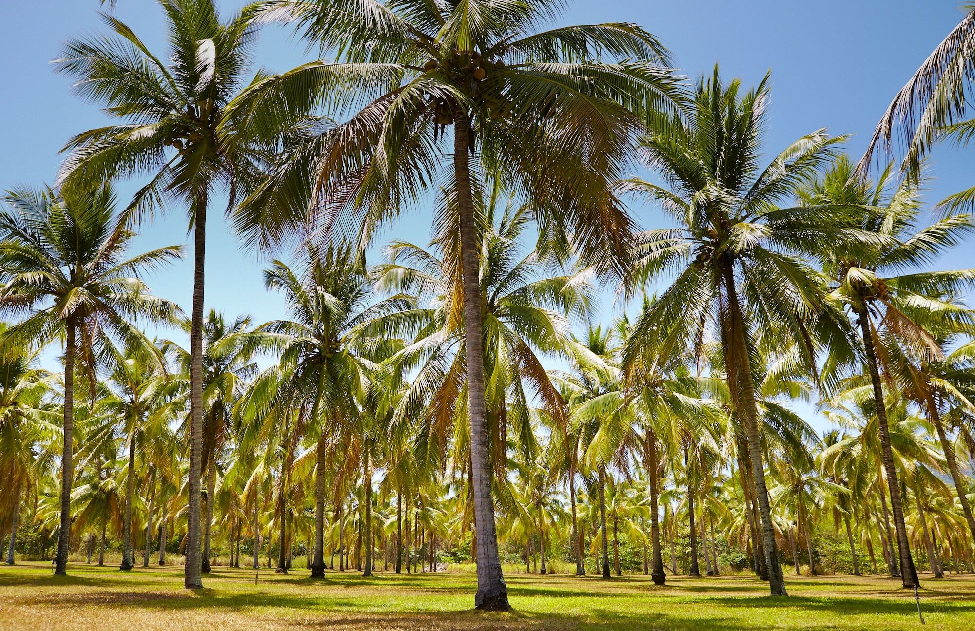 Thala Beach Nature Reserve Port Douglas Exterior foto